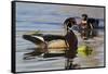 Wood Duck Drake-Ken Archer-Framed Stretched Canvas