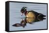 Wood Duck Drake-Ken Archer-Framed Stretched Canvas