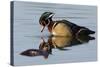 Wood Duck Drake-Ken Archer-Stretched Canvas