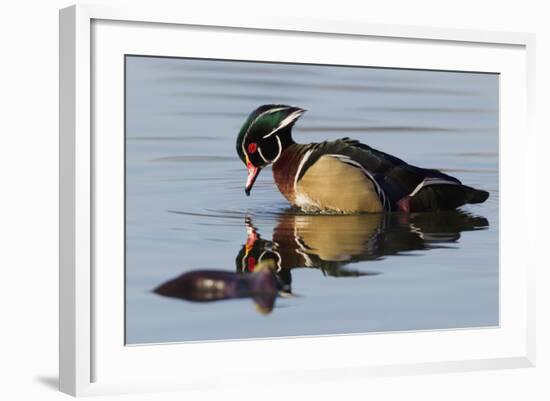 Wood Duck Drake-Ken Archer-Framed Photographic Print