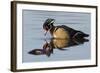 Wood Duck Drake-Ken Archer-Framed Photographic Print