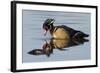 Wood Duck Drake-Ken Archer-Framed Photographic Print