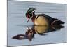 Wood Duck Drake-Ken Archer-Mounted Photographic Print