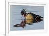 Wood Duck Drake-Ken Archer-Framed Photographic Print