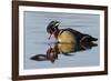 Wood Duck Drake-Ken Archer-Framed Photographic Print