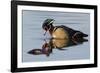 Wood Duck Drake-Ken Archer-Framed Photographic Print