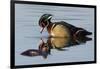 Wood Duck Drake-Ken Archer-Framed Photographic Print