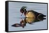 Wood Duck Drake-Ken Archer-Framed Stretched Canvas