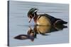 Wood Duck Drake-Ken Archer-Stretched Canvas