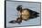 Wood Duck Drake-Ken Archer-Framed Stretched Canvas