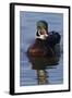 Wood Duck Drake-Ken Archer-Framed Photographic Print