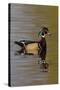 Wood Duck Drake-Ken Archer-Stretched Canvas