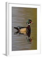 Wood Duck Drake-Ken Archer-Framed Photographic Print