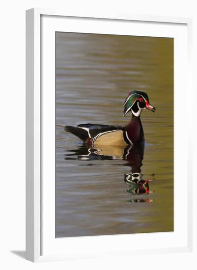 Wood Duck Drake-Ken Archer-Framed Photographic Print