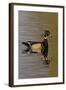 Wood Duck Drake-Ken Archer-Framed Photographic Print