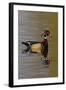 Wood Duck Drake-Ken Archer-Framed Photographic Print