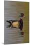 Wood Duck Drake-Ken Archer-Mounted Photographic Print