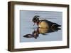 Wood Duck Drake-Ken Archer-Framed Photographic Print