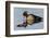 Wood Duck Drake-Ken Archer-Framed Photographic Print