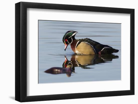 Wood Duck Drake-Ken Archer-Framed Photographic Print