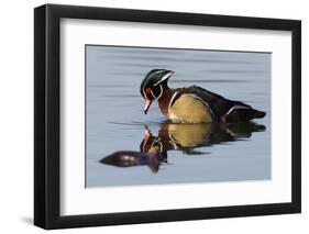 Wood Duck Drake-Ken Archer-Framed Photographic Print