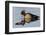 Wood Duck Drake-Ken Archer-Framed Photographic Print