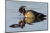 Wood Duck Drake-Ken Archer-Mounted Photographic Print