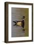 Wood Duck Drake-Ken Archer-Framed Photographic Print