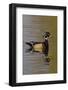 Wood Duck Drake-Ken Archer-Framed Photographic Print