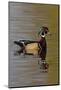 Wood Duck Drake-Ken Archer-Mounted Photographic Print