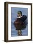 Wood Duck Drake-Ken Archer-Framed Photographic Print