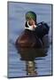 Wood Duck Drake-Ken Archer-Mounted Photographic Print