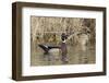 Wood Duck Drake-Ken Archer-Framed Photographic Print