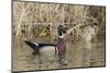 Wood Duck Drake-Ken Archer-Mounted Photographic Print