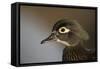 Wood duck female, close-up of head.-Richard Wright-Framed Stretched Canvas