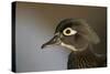 Wood duck female, close-up of head.-Richard Wright-Stretched Canvas