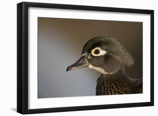 Wood duck female, close-up of head.-Richard Wright-Framed Photographic Print