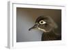 Wood duck female, close-up of head.-Richard Wright-Framed Photographic Print