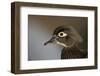 Wood duck female, close-up of head.-Richard Wright-Framed Photographic Print