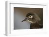 Wood duck female, close-up of head.-Richard Wright-Framed Photographic Print