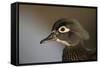 Wood duck female, close-up of head.-Richard Wright-Framed Stretched Canvas