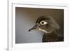 Wood duck female, close-up of head.-Richard Wright-Framed Photographic Print