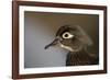 Wood duck female, close-up of head.-Richard Wright-Framed Photographic Print