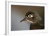 Wood duck female, close-up of head.-Richard Wright-Framed Photographic Print