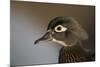 Wood duck female, close-up of head.-Richard Wright-Mounted Photographic Print