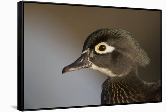 Wood duck female, close-up of head.-Richard Wright-Framed Stretched Canvas