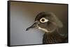 Wood duck female, close-up of head.-Richard Wright-Framed Stretched Canvas