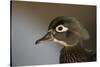Wood duck female, close-up of head.-Richard Wright-Stretched Canvas