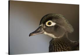 Wood duck female, close-up of head.-Richard Wright-Stretched Canvas