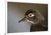 Wood duck female, close-up of head.-Richard Wright-Framed Photographic Print